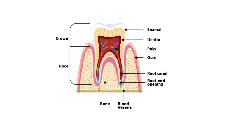 โครงสร้างของฟันและรากฟัน (Structure of Teeth)